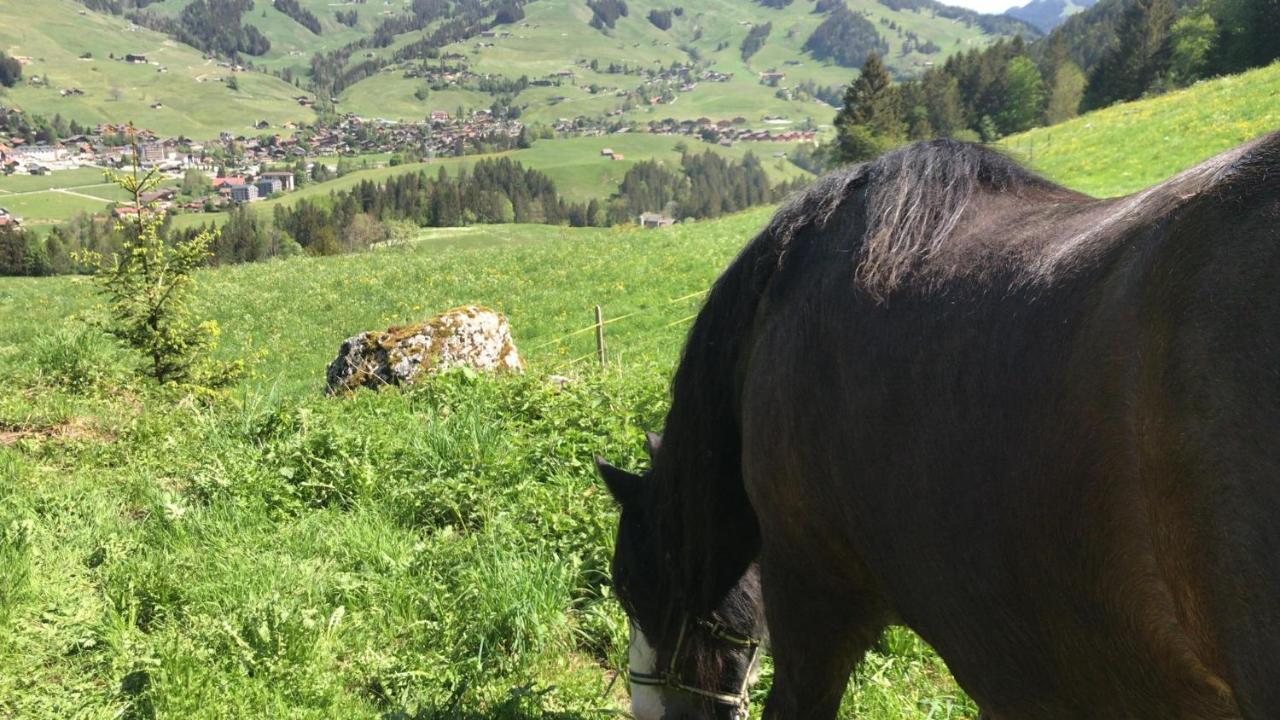 Au Pre Des Chevaux Château-d'Oex Exterior foto
