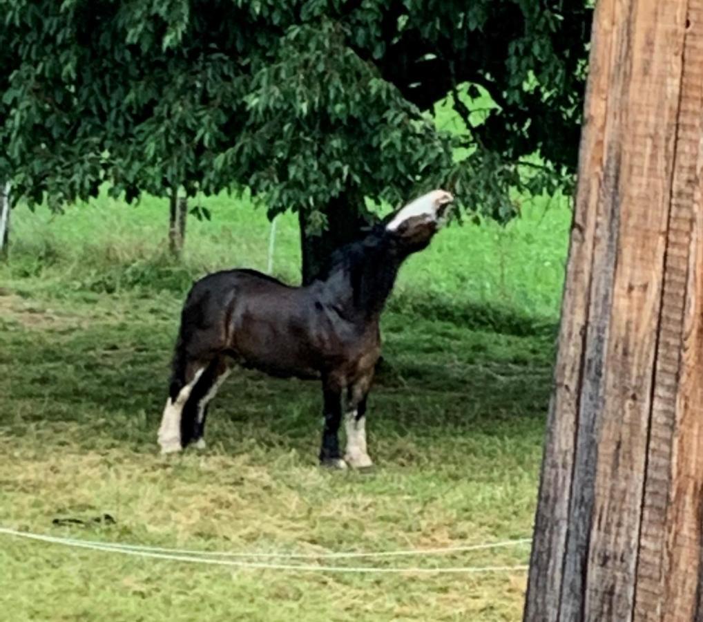 Au Pre Des Chevaux Château-d'Oex Exterior foto