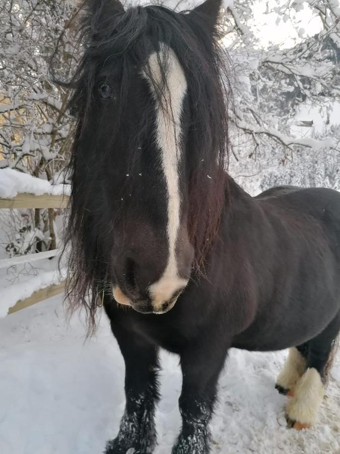 Au Pre Des Chevaux Château-d'Oex Exterior foto
