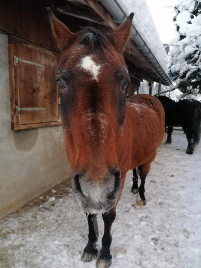 Au Pre Des Chevaux Château-d'Oex Exterior foto