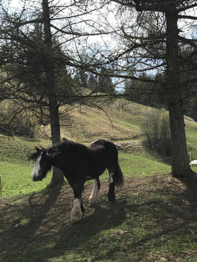 Au Pre Des Chevaux Château-d'Oex Exterior foto
